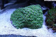 grønn Honeycomb Korall (Diploastrea) bilde