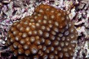 褐色 蜂巢珊瑚 (Diploastrea) 照片