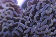 aquarium sea coral Hammer coral (Torch coral, Frogspawn Coral) Euphyllia  brown