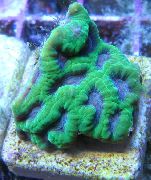 roheline Ananassi Korallid (Moon Korall) (Favites) foto
