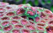 margas Ananasų Koralų (Mėnulis Koralų) (Favites) nuotrauka