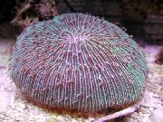 roxo Placa De Coral (Coral Cogumelo) (Fungia) foto