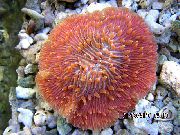 aquarium sea coral Plate coral (Mushroom coral) Fungia  red