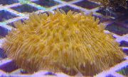 aquarium sea coral Plate coral (Mushroom coral) Fungia  yellow