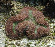 brun Flikete Hjerne Korall (Åpen Hjerne Korall) (Lobophyllia) bilde