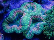 grønn Flikete Hjerne Korall (Åpen Hjerne Korall) (Lobophyllia) bilde
