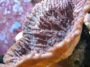 brúnt Merulina Coral  mynd