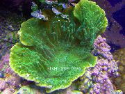 緑色 Montipora色のサンゴ  フォト