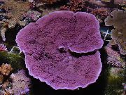 vijolična Montipora Obarvana Coral  fotografija