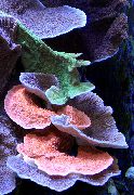 ピンク Montipora色のサンゴ  フォト
