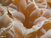 aquarium sea coral Fox coral (Ridge coral, Jasmine coral) Nemenzophyllia turbida brown