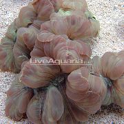 aquarium sea coral Fox coral (Ridge coral, Jasmine coral) Nemenzophyllia turbida grey