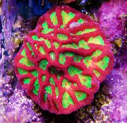 broget Platygyra Coral  foto