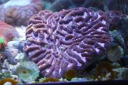 紫 Platygyra珊瑚  照片
