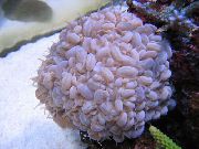 rožnat Bubble Coral (Plerogyra) fotografija