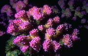 roosa Lillkapsas Korall (Pocillopora) foto