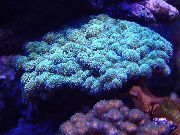 svetlo modra Cvetača Coral (Pocillopora) fotografija