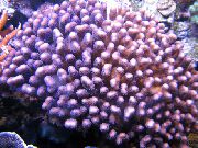 purpurne Lillkapsas Korall (Pocillopora) foto