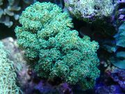зелена Cauliflower Coral (Pocillopora) фотографија