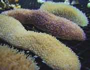 žuti Jezik Koralja (Papuča Koralji) (Polyphyllia talpina) foto