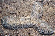 šedá Jazyk Koral (Papuče Koral) (Polyphyllia talpina) fotografie