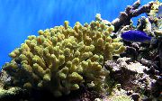 amarelo Porites Coral  foto