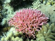 rosa Birdsnest Coral (Seriatopora) foto