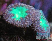 vijolična Ananas Coral (Blastomussa) fotografija