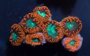marrón Piña De Coral (Blastomussa) foto
