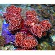 červená Prst Koralov (Stylophora) fotografie