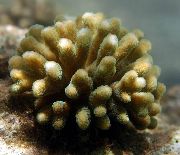 Finger Korall brun