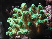 roheline Sõrme Korall (Stylophora) foto