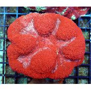 Symphyllia Koralowa czerwony