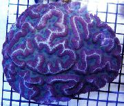 blå Symphyllia Coral  foto