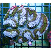 Symphyllia Korall ljusblå