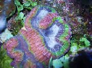 broget Symphyllia Coral  foto