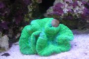  Otvoreni Mozak Koralja (Trachyphyllia geoffroyi) foto