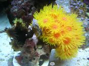 gul Sol-Blomma Korall Apelsin (Tubastraea) foto