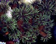 svart Sol-Blomma Korall Apelsin (Tubastraea) foto