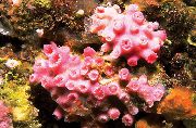 Sol-Flor Alaranjada Coral vermelho