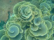 szürke Csésze Korall (Pagoda Korall) (Turbinaria) fénykép