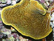 barna Csésze Korall (Pagoda Korall) (Turbinaria) fénykép