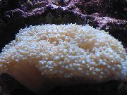 ვარდისფერი მარგალიტი Coral (Physogyra) ფოტო