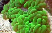 Perle Korall grønn