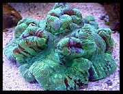 zelená Mozek Dome Korálů (Wellsophyllia) fotografie