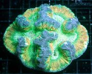 tarkabarka Agy Dome Korall (Wellsophyllia) fénykép