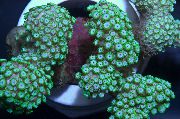 zöld Alveopora Korall  fénykép