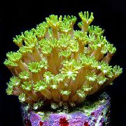 sárga Alveopora Korall  fénykép