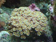 žuti Organ Cijevi Koralja (Tubipora musica) foto
