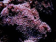 rosa Orgelpipa Korall (Tubipora musica) foto